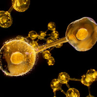 Institut Esthederm | Excellage huile de nuit chrono-réparatrice